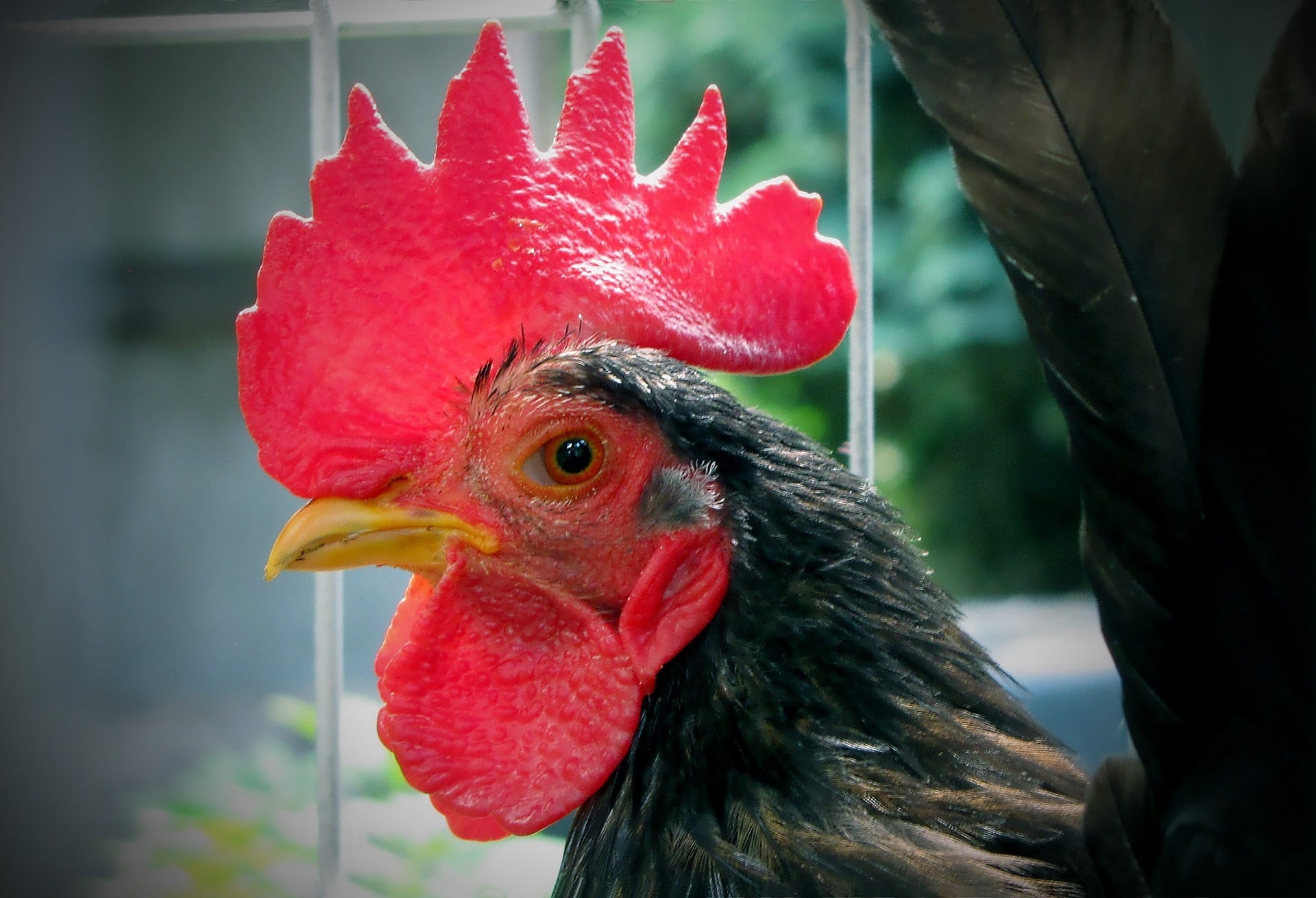 Pollo Serama: Fotos, información, propiedades y guía de cuidados
