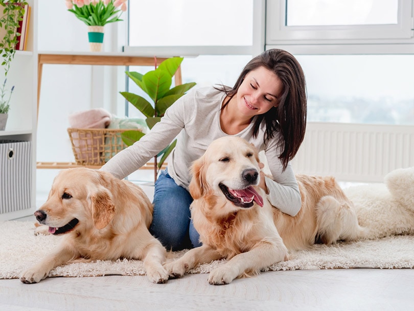 ¿Cuántos perros hay en Canadá en 2022?