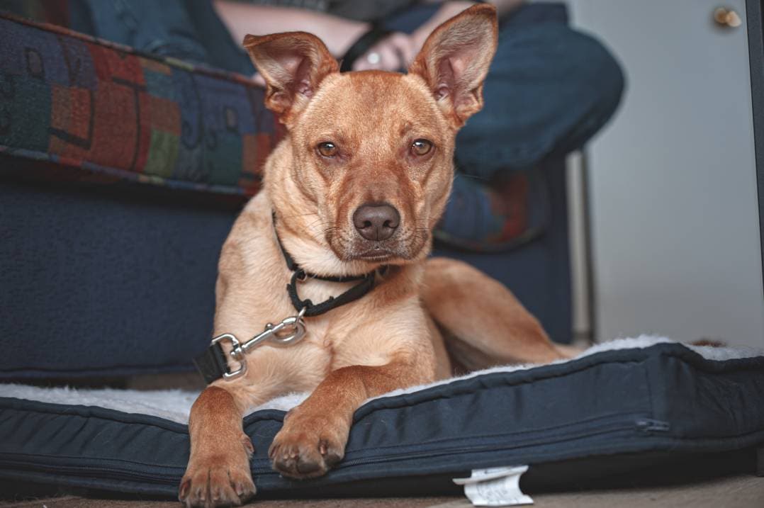 ¿Qué raza de perro es Tracker de Paw Patrol?