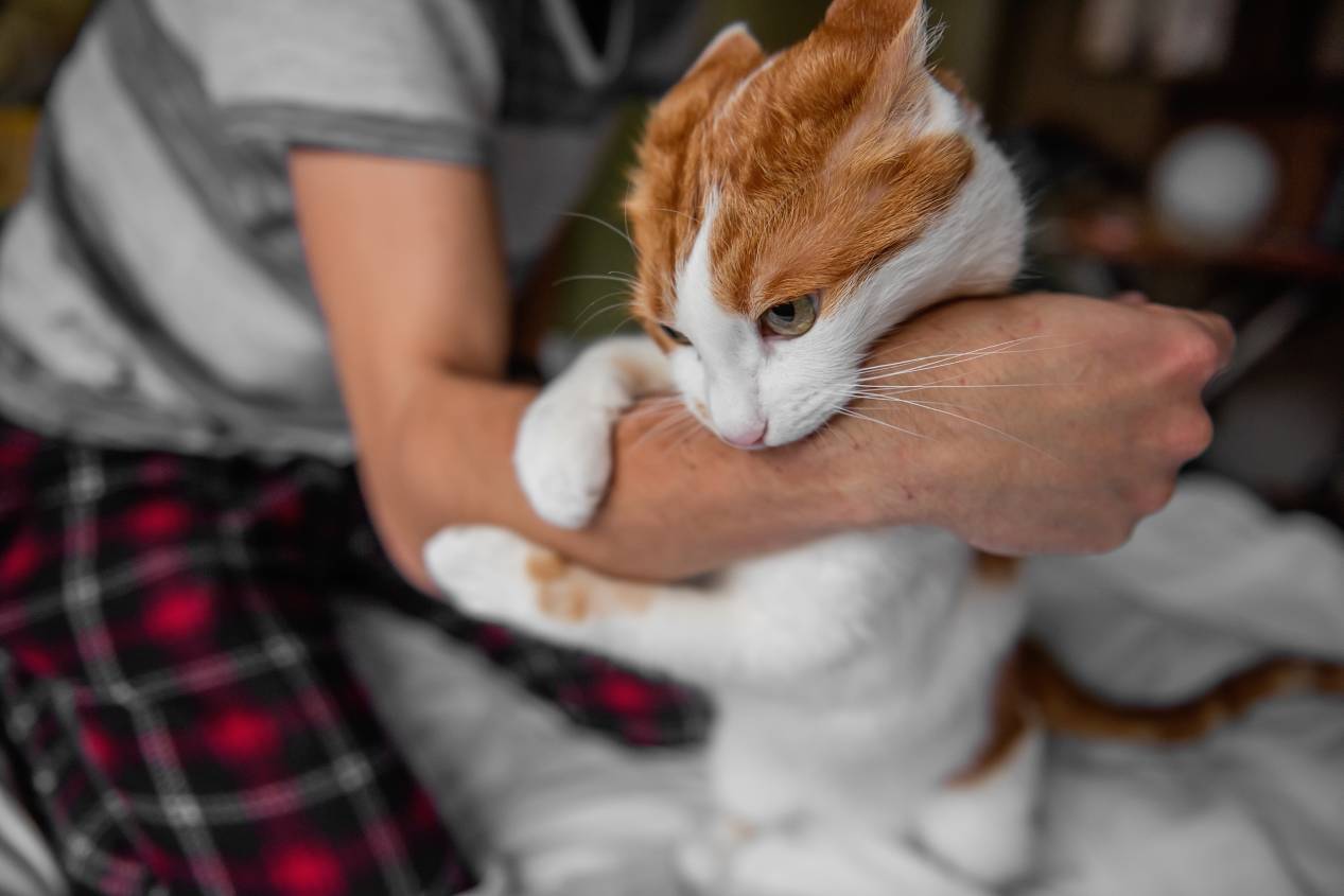 ¿por Qué Mi Gato Me Agarra La Mano Y Me Muerde 6 Causas Probables