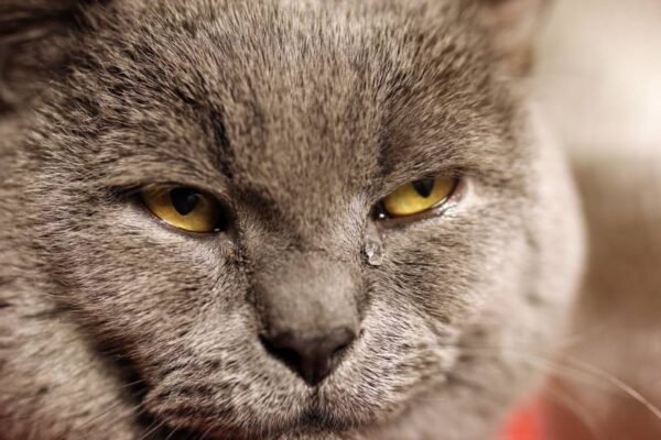 ¿Los gatos lloran lágrimas como los humanos? Veterinario revisó hechos y preguntas frecuentes
