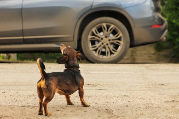 Cómo evitar que tu perro ladre a los coches: 10 consejos importantes