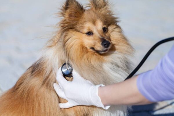 7 problemas de salud de Sheltie: nuestro veterinario explica