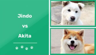 Jindo vs Akita: diferencias explicadas (con imágenes)